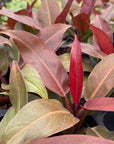 Philodendron Sun Red - 4" Live Plant