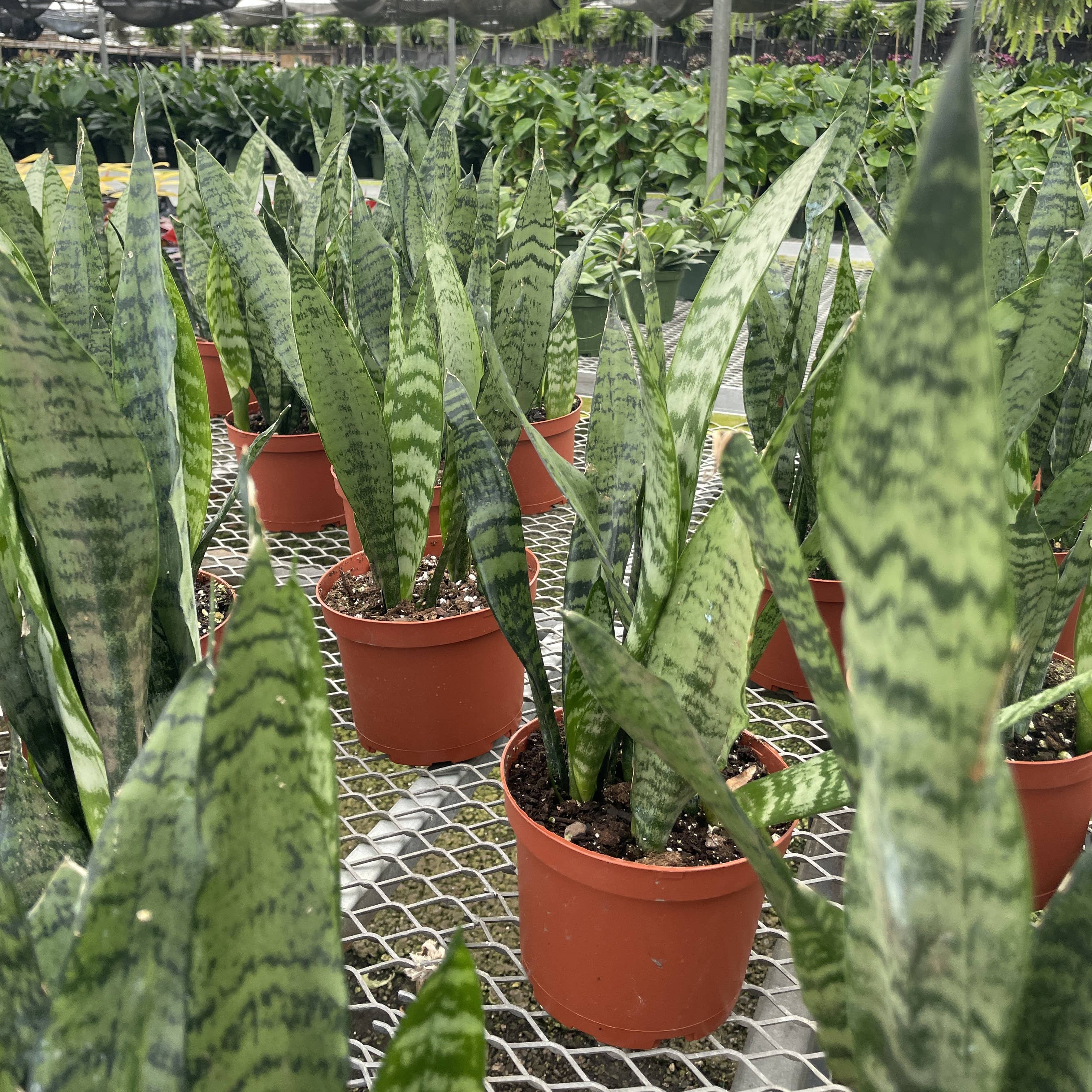 Snake &#39;Zeylancia&#39;,  Snake Plant - Live Plant