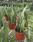 Snake 'Zeylancia',  Snake Plant - Live Plant