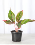 Red Siam Aglaonema -  Live Plant