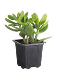 Jade Succulent Plant - Live Plant