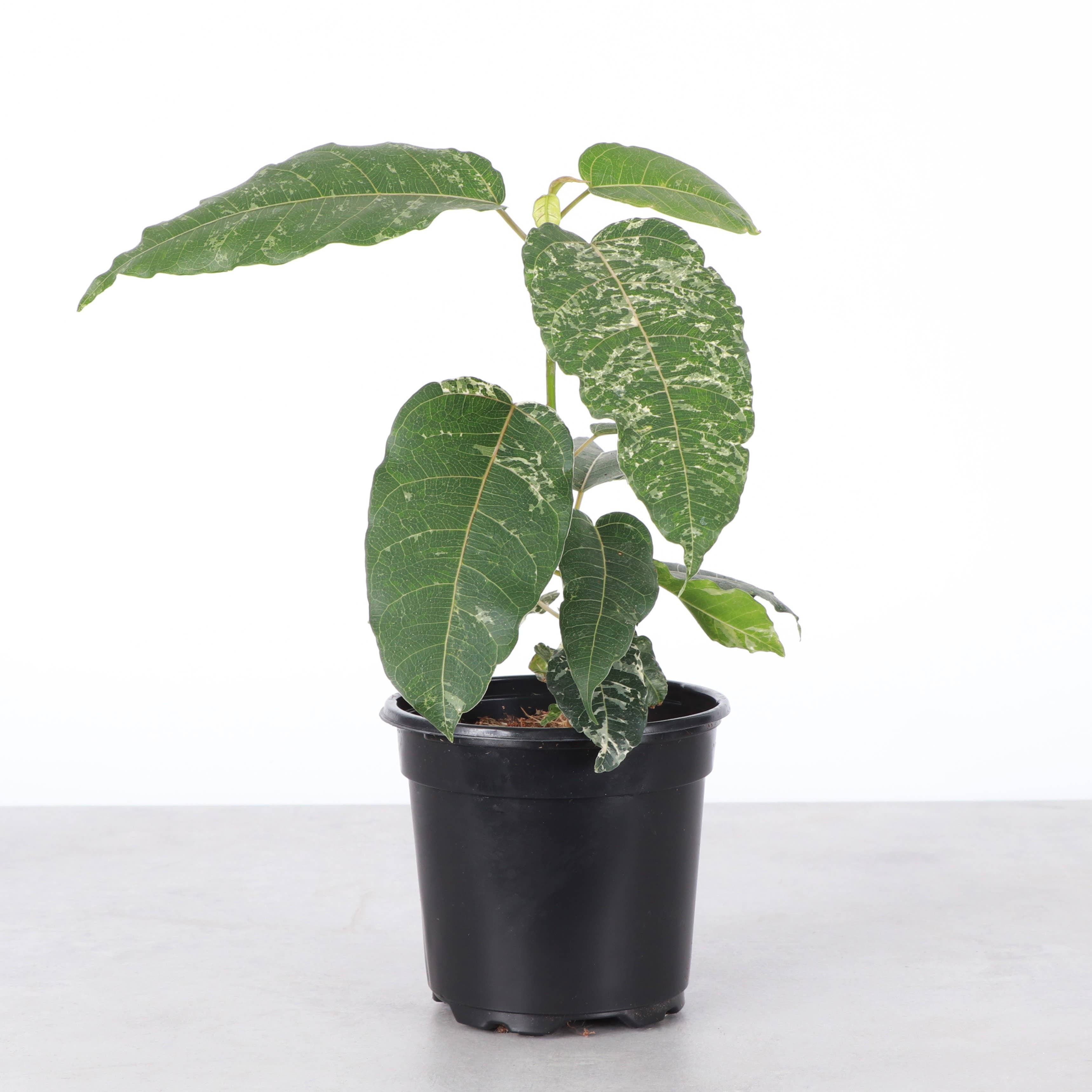 Ficus Aspera, Mosaic Fig - 4&quot; Live Plant