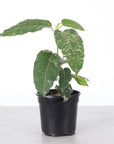 Ficus Aspera, Mosaic Fig - 4" Live Plant