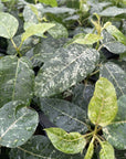 Ficus Aspera, Mosaic Fig - 4" Live Plant