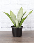 Moonshine Snake Plant - Live Plant