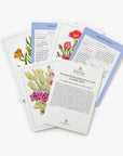 New York Botanical Garden Wildflower ID Flashcards