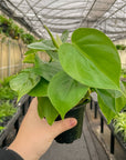 Heartleaf Philodendron - Live Plant