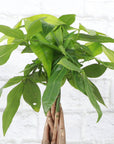 Money Tree - 4" Live Plant