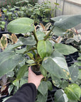 Philodendron White Princess - 4" Live Plant