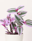 Tradescantia Nanouk - 4" Live Plant