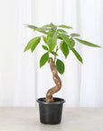 Money Tree - 4" Live Plant