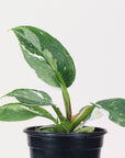 Philodendron White Princess - 4" Live Plant