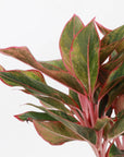 Red Siam Aglaonema -  Live Plant