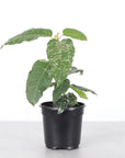 Ficus Aspera, Mosaic Fig - 4" Live Plant