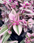 Tradescantia Nanouk - 4" Live Plant