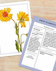 New York Botanical Garden Wildflower ID Flashcards