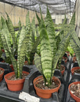 Snake 'Zeylancia',  Snake Plant - Live Plant