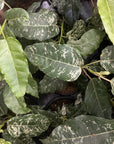 Ficus Aspera, Mosaic Fig - 4" Live Plant