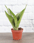 Moonshine Snake Plant - Live Plant