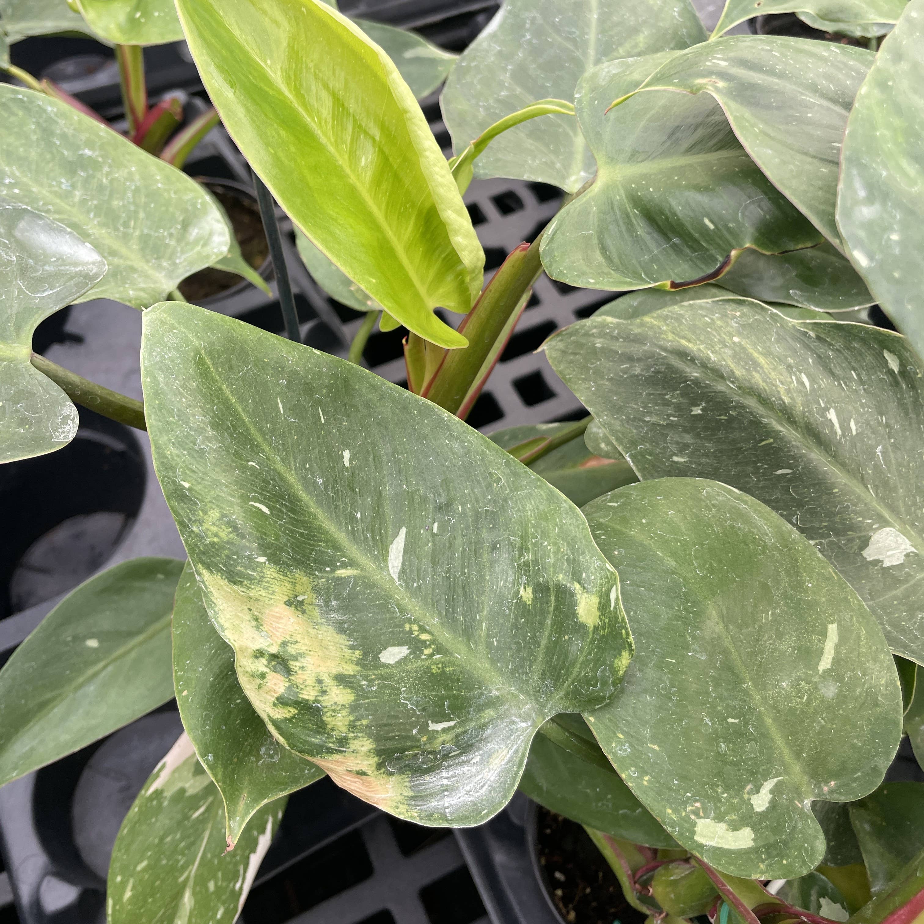 Philodendron White Princess - 4&quot; Live Plant