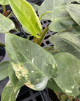 Philodendron White Princess - 4" Live Plant