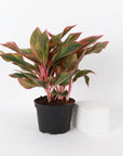 Red Siam Aglaonema -  Live Plant