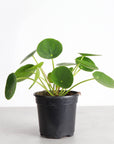 Pilea Peperomioides - 4" Live Plant