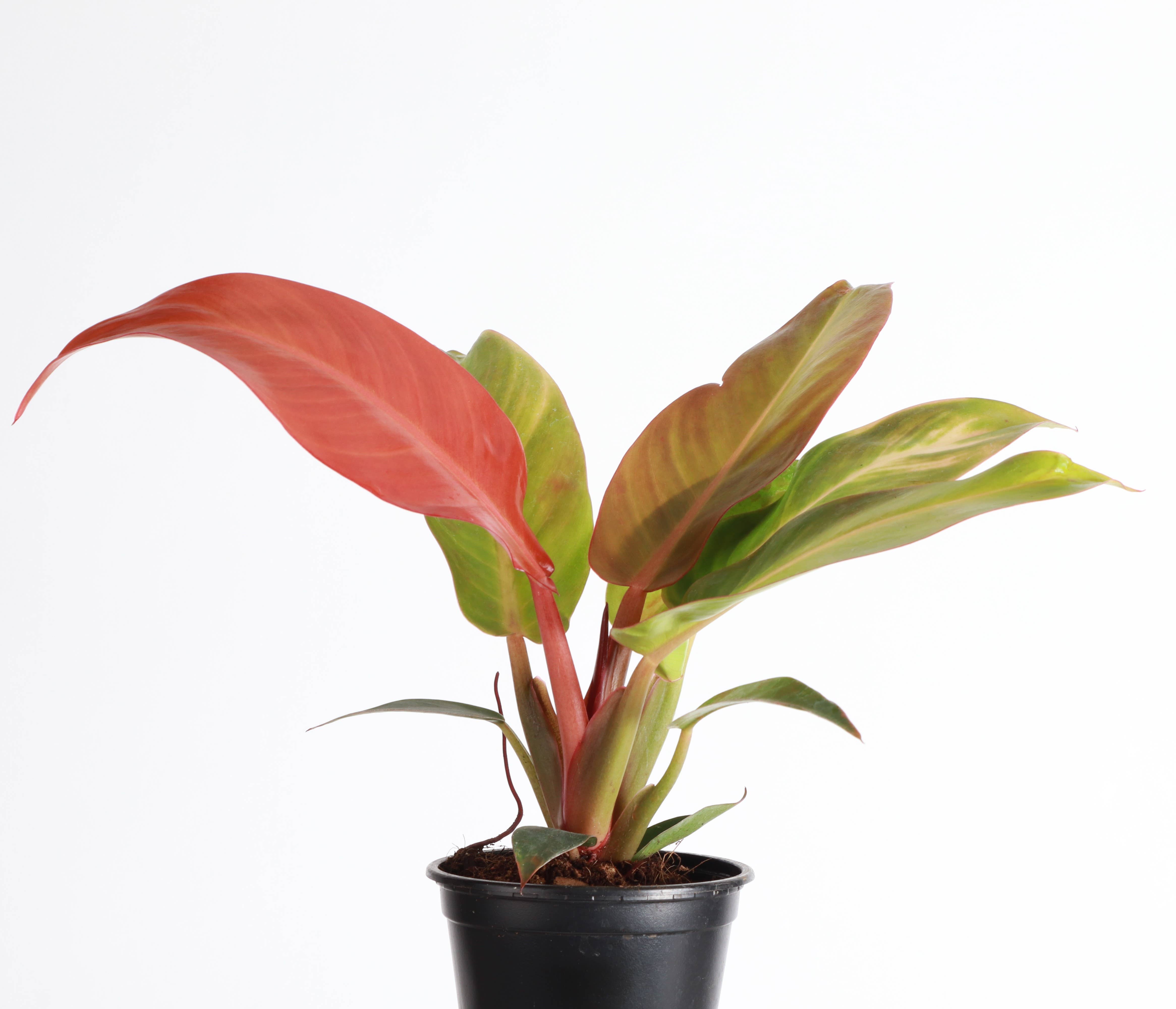 Philodendron Sun Red - 4&quot; Live Plant