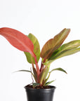 Philodendron Sun Red - 4" Live Plant