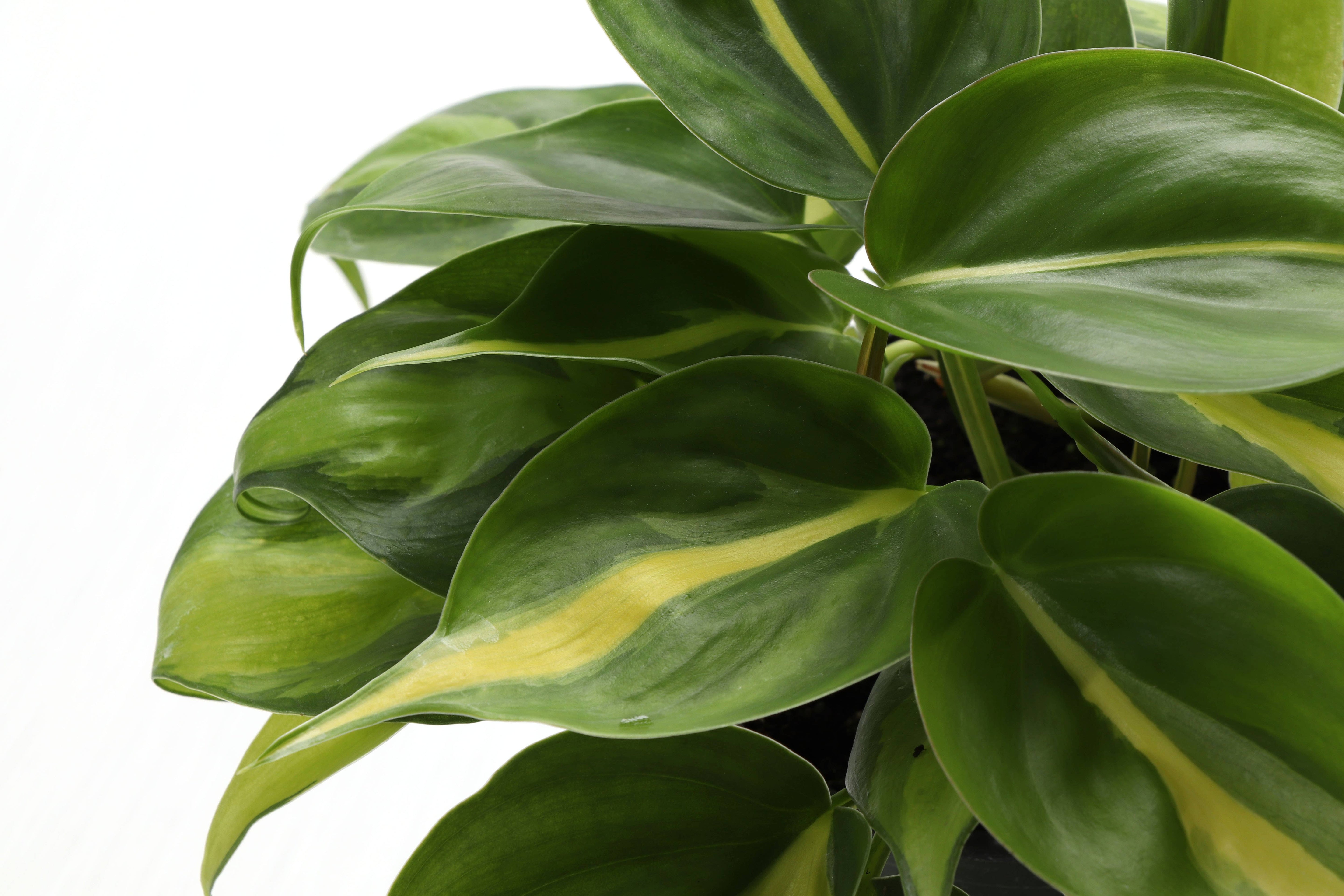 Brazil Philodendron - Live Plant: 6&quot; Pot