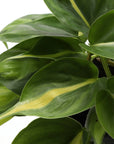 Brazil Philodendron - Live Plant: 6" Pot