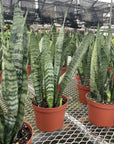 Snake 'Zeylancia',  Snake Plant - Live Plant