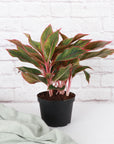 Red Siam Aglaonema -  Live Plant