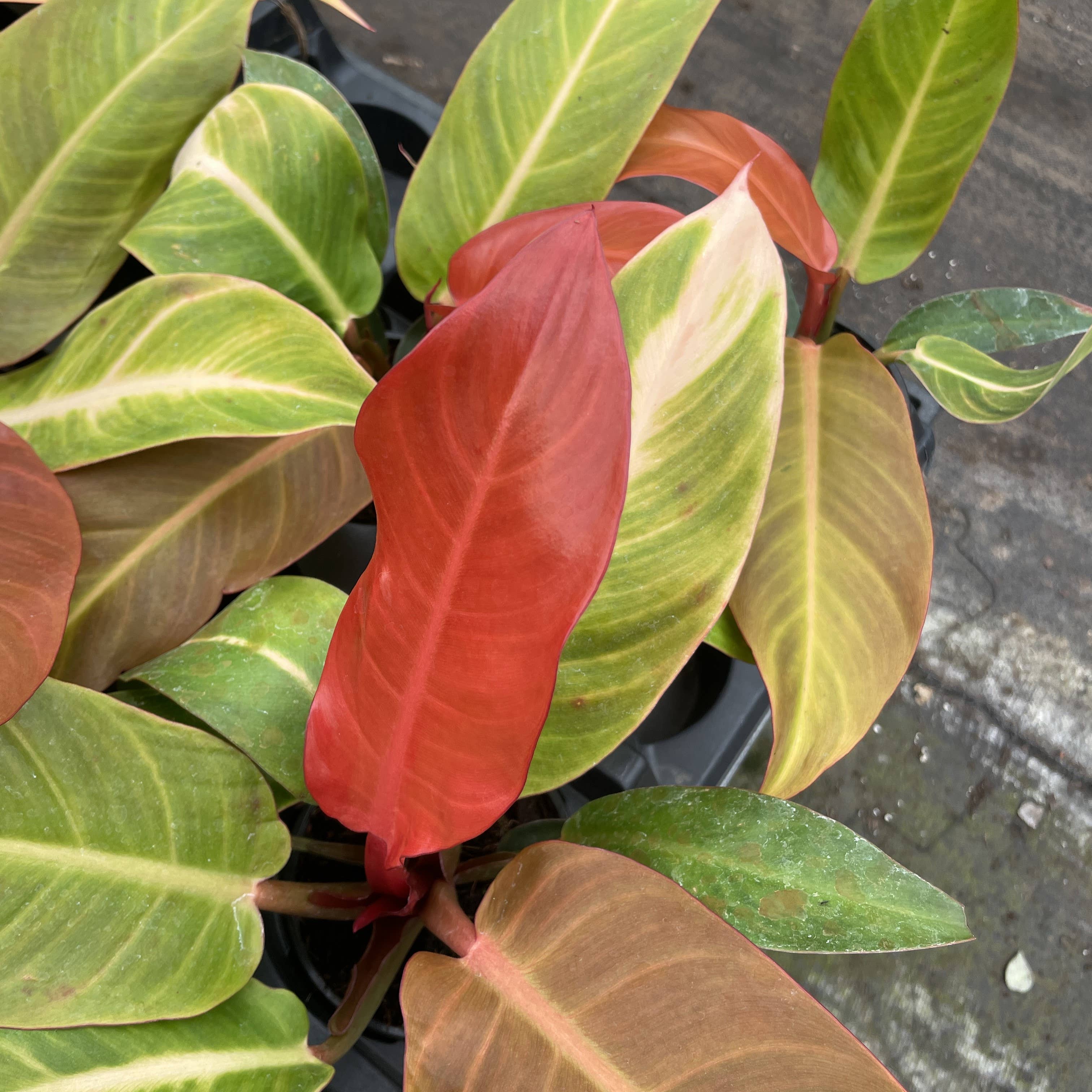 Philodendron Sun Red - 4&quot; Live Plant