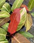 Philodendron Sun Red - 4" Live Plant