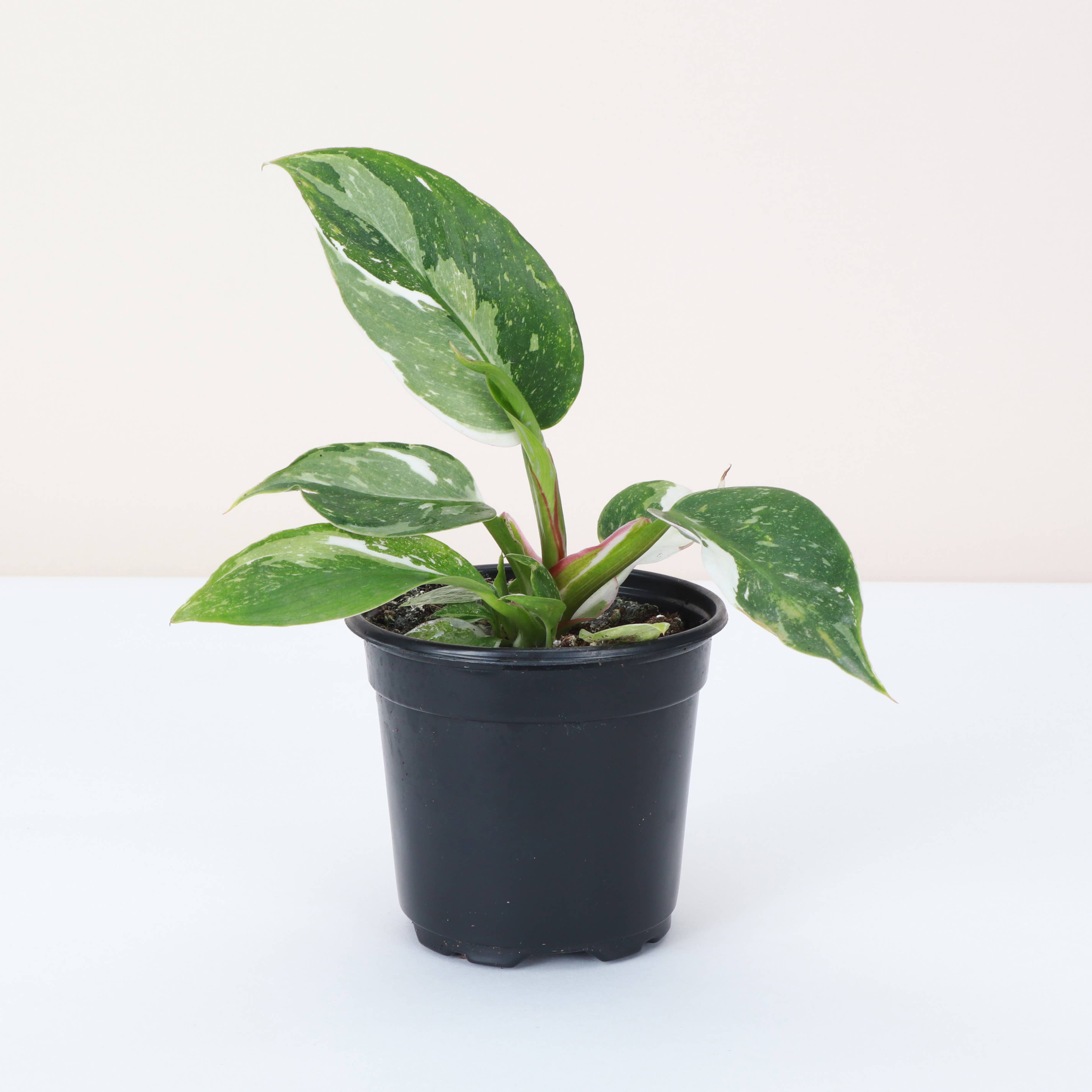 Philodendron White Princess - 4&quot; Live Plant