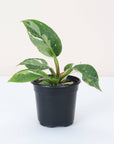 Philodendron White Princess - 4" Live Plant