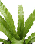 Victoria Bird's-Nest Fern - Live Plant: 4" Pot