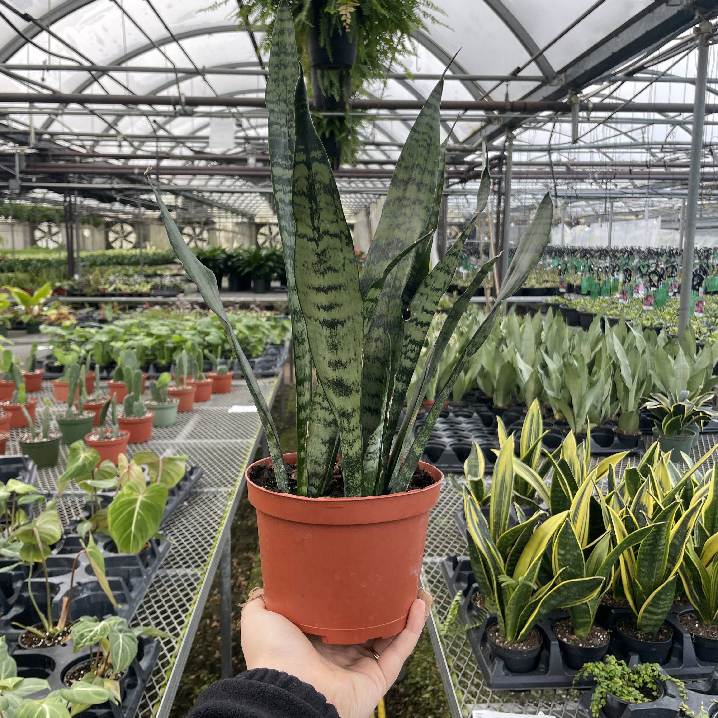 Snake &#39;Zeylancia&#39;,  Snake Plant - Live Plant