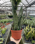 Snake 'Zeylancia',  Snake Plant - Live Plant