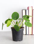 Pilea Peperomioides - 4" Live Plant