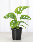 Swiss Cheese Plant, Monstera Adansonii - Live Plant: 4" Pot