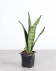 Snake 'Zeylancia',  Snake Plant - Live Plant