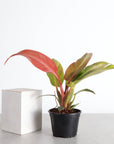 Philodendron Sun Red - 4" Live Plant