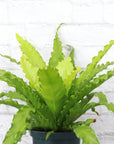 Victoria Bird's-Nest Fern - Live Plant: 4" Pot