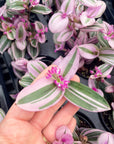 Tradescantia Nanouk - 4" Live Plant