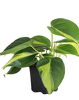 Brazil Philodendron - Live Plant