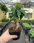 Money Tree - 4" Live Plant