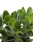 Jade Succulent Plant - Live Plant