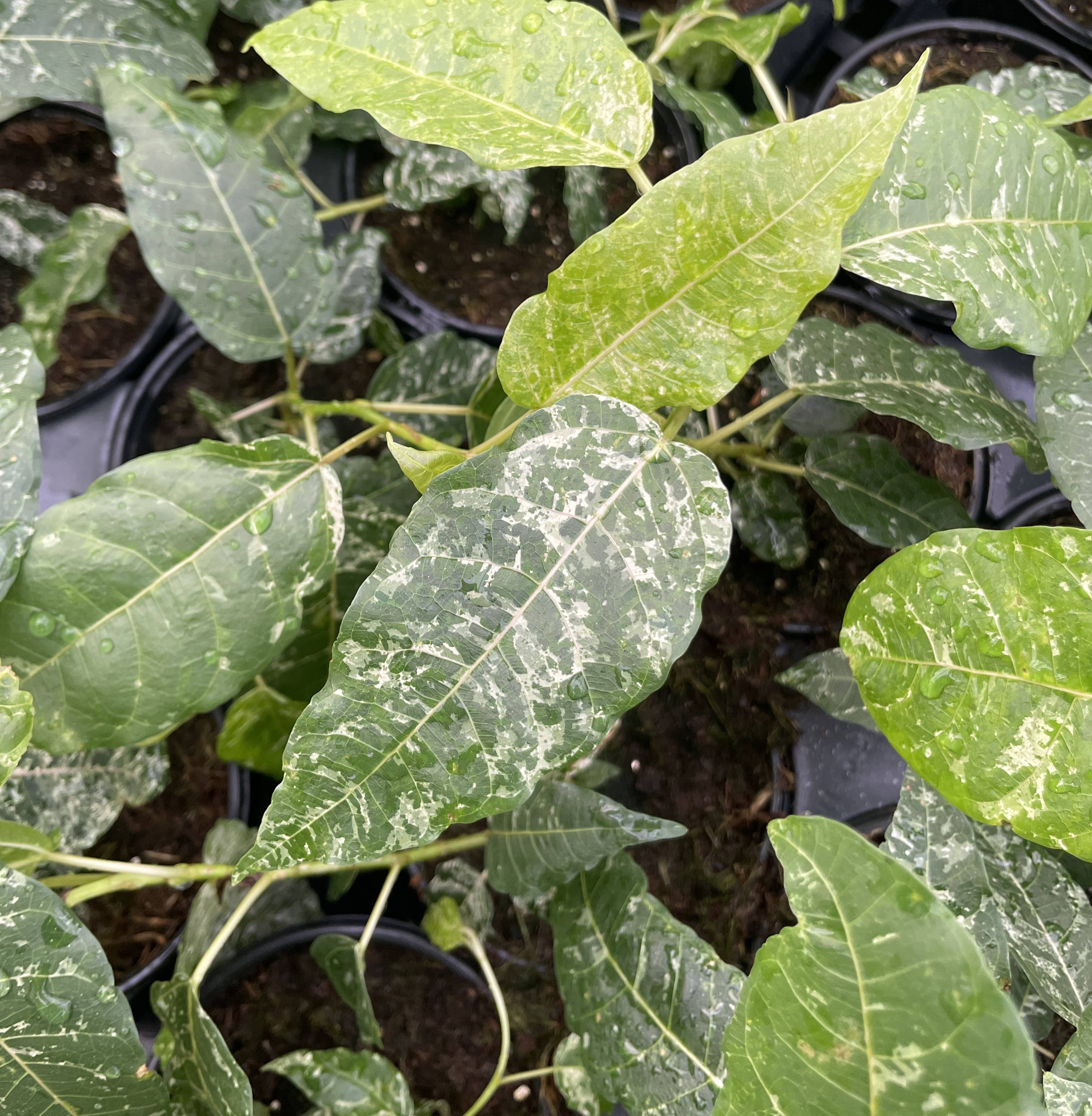 Ficus Aspera, Mosaic Fig - 4&quot; Live Plant